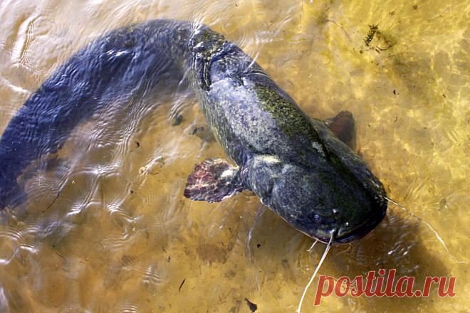 Сом: 10 интересных фактов из жизни пресноводного гиганта | Приключения натуралиста | Яндекс Дзен