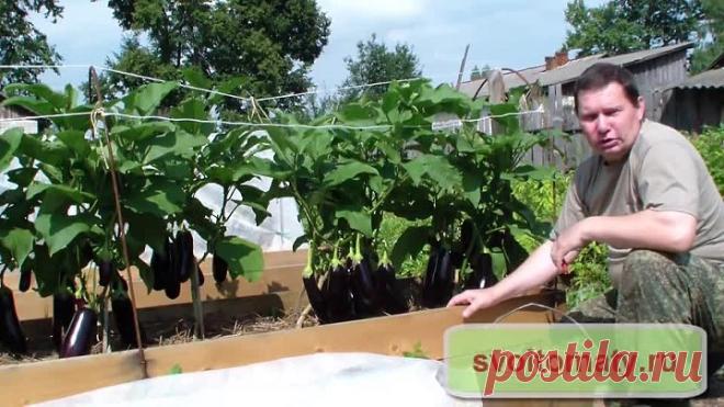 Выращивание баклажанов и перцев