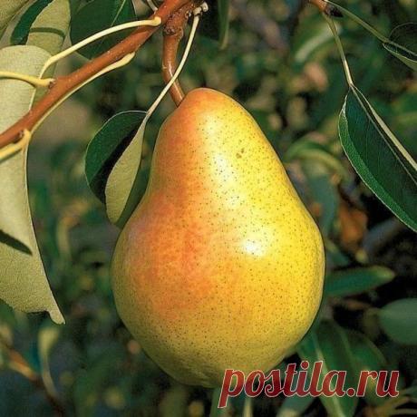 У одних груши начинают плодоносить на второй-третий год, а у других – только на пятый-шестой. Причина тут не только в сортах, но и в разной посадке. Важно дать деревьям все, что им нужно для роста и развития, чтобы они быстрее росли и рано вступили в плодоношение.
Показать полностью…