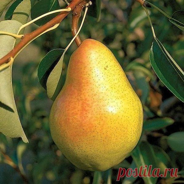 У одних груши начинают плодоносить на второй-третий год, а у других – только на пятый-шестой. Причина тут не только в сортах, но и в разной посадке. Важно дать деревьям все, что им нужно для роста и развития, чтобы они быстрее росли и рано вступили в плодоношение.
Показать полностью…