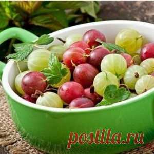 Осенняя посадка крыжовника