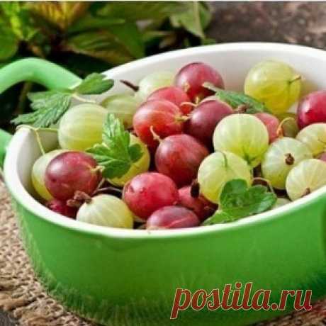 Осенняя посадка крыжовника