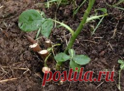 УХОД ЗА РОЗАМИ. ОБРЕЗКА РОЗ. - Садоводка
