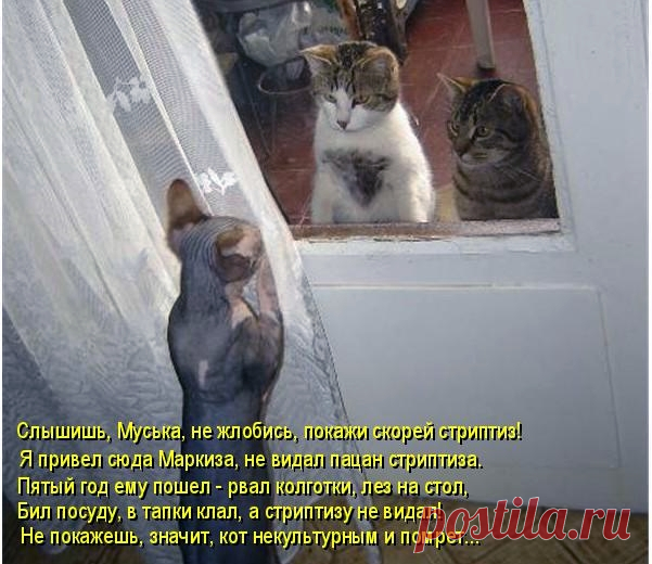 Котоматрица. Сегодня в основном стихотворная форма