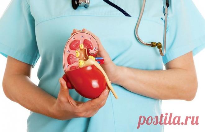 Народные средства для лечения почек