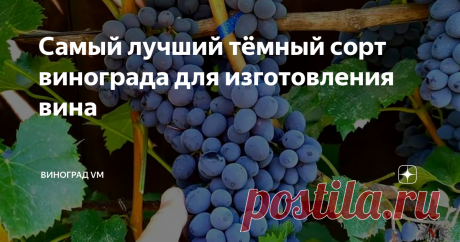 Самый лучший тёмный сорт винограда для изготовления вина В данном выпуске я расскажу Вам о самых лучших сортах винограда для производства вина.
На данный момент у меня на винограднике произрастает более 20 различных технических сортов винограда.
Я буду рассказывать Вам лишь о тех сортах винограда, которые я выращиваю более десяти лет и регулярно делаю вино.