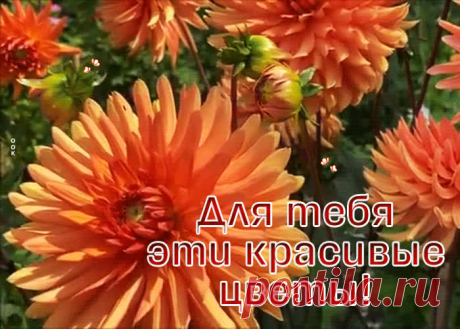 Чудесная картинка для тебя эти красивые цветы