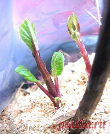 Полезные советы дачникам: секреты черенков, какую пользу несут отходы.... | Хитрости Жизни