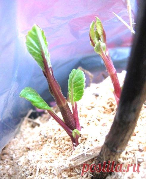 Полезные советы дачникам: секреты черенков, какую пользу несут отходы.... | Хитрости Жизни