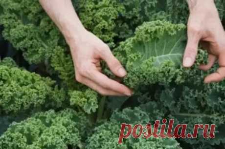 В каком продукте содержится больше кальция, чем в молоке? - АиФ Кухня - Медиаплатформа МирТесен