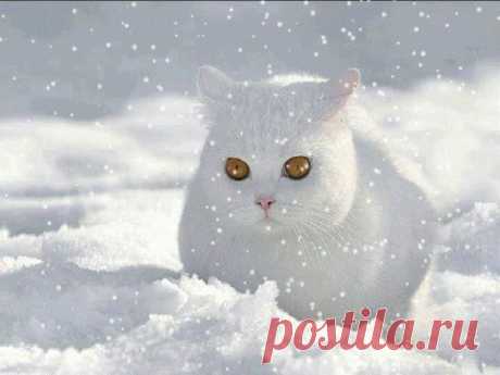 Снежный кот:)