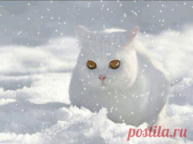 Снежный кот:)