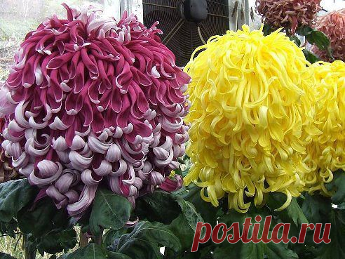Необычно красивая хризантема!!
"ДЛЯ ВАС и ОБО ВСЕМ" -" Мир Глазами Женщины"

Её Величество Хризантема...