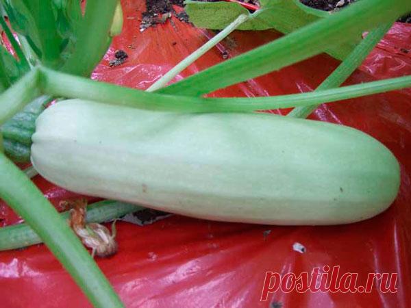 Какие кабачки лучше выбрать для открытого грунта?