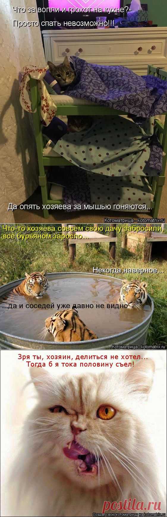 ЛУЧШИЕ КОТОМАТРИЦЫ НЕДЕЛИ