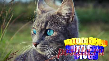 Любите смотреть приколы про котов? Тогда мы уверены, Вам понравится наше видео 😍. Также на котомании Вас ждут: видео кот,видео кота,видео коте,видео котов,видео кошек,видео кошка,видео кошки,видео о котах, видео приколы, видео смешное о кошках, для кошек, коты видео приколы, кошка видео смешное, кошки прикол, приколы котов, про кошек смешное до слез, про кошку видео, смешно кошка, смешные видео про кошки, смешные котики