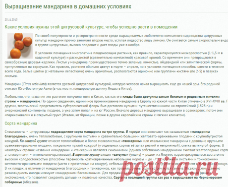 Выращивание мандарина в домашних условиях