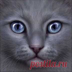 Рисунки карандашом , как вам ? Оцените)))...