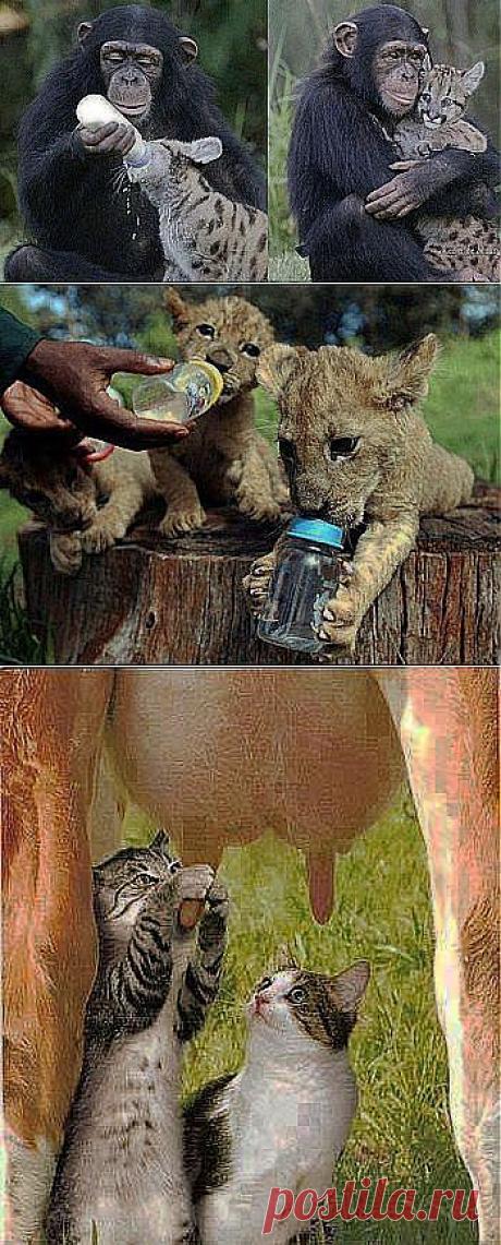 Каждой тваре - по бутылочке!