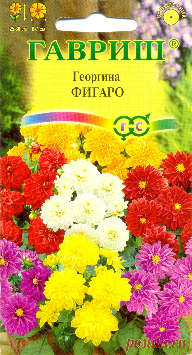 Георгина "Фигаро"