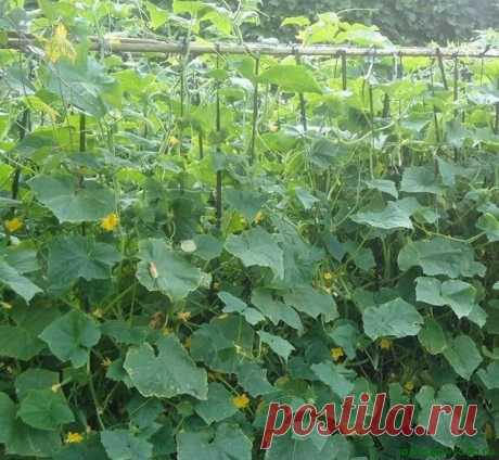 1 непрочитанный чат