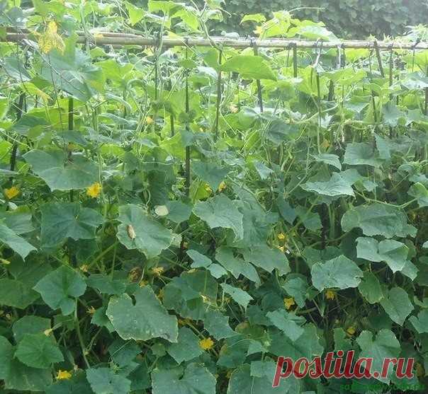 1 непрочитанный чат