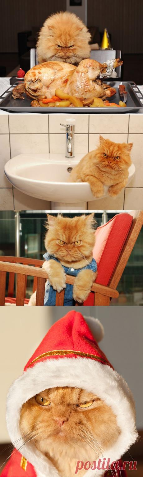 Редкие заметы немолодого идеалиста - Самый злой кот в мире