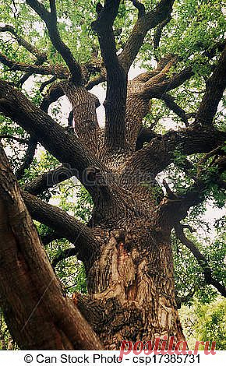 Стоковые фото oak - tree, herbs, flowerses, mushrooms, plants, flora,... csp17385731 - Поиск стоковых изображений, фотографий, картинок и фотоизображений клипартов