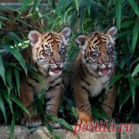 8 опасных животных, которых мы считаем милыми и добрыми / Surfingbird - проводи время с пользой для себя!