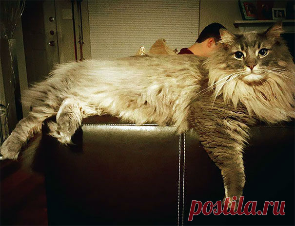 These 21 Images will Show You the Remarkable Size of Maine Coon Cats - Sortra