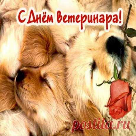 Пусть работа будет в радость,
Удается все пускай,
Счастья в личном я желаю,
Никогда не унывай.
С днем ветеринара!