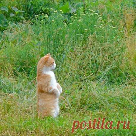 ПОГЛАДЬ КОТА!  стихотворение-посвящение всем котам и их хозяевам