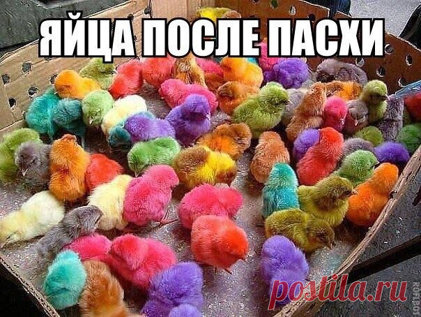 Смешные картинки с подписями