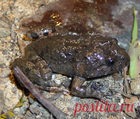 Жерлянкоподобная лягушка (лат. Adelotus brevis)