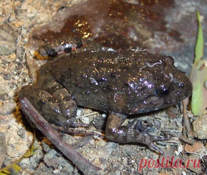 Жерлянкоподобная лягушка (лат. Adelotus brevis)