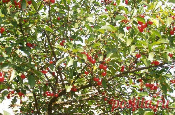 Почему вишня червивая, что нужно сделать, что бы этого не допустить? / вишня / 7dach.ru