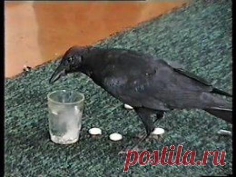 Видео в рубрике: &quot;Наши домашние животные&quot;