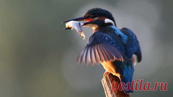 Зимородок с уловом. Фотограф – Константин Слободчук (nat-geo.ru/photo/user/115822).