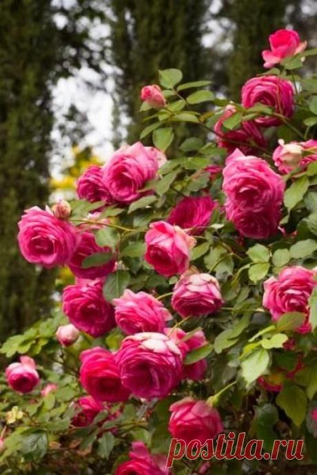 (29) Pinterest