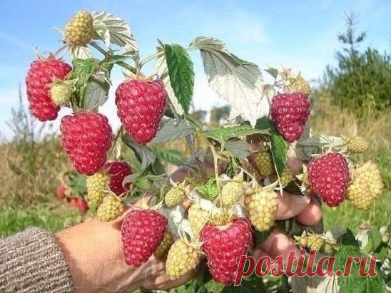 Ведро малины с одного куста...

Нет это не шутка, при должном подходе вполне реально с одного куста собирать и ведро малины. В чем секрет? Необходимо строго соблюдать правила выращивания и ухода за малиной, вот основные:

1) Важно правильно посадить и обрезать растения. Высаживают кусты с междурядьями не менее 1,8 м и на расстоянии в ряду 0,7 м. В каждую лунку помещают не один, а два саженца. Вдоль ряда устанавливают столбы и на высоте 1,2 м от земли натягивают оцинкованну...