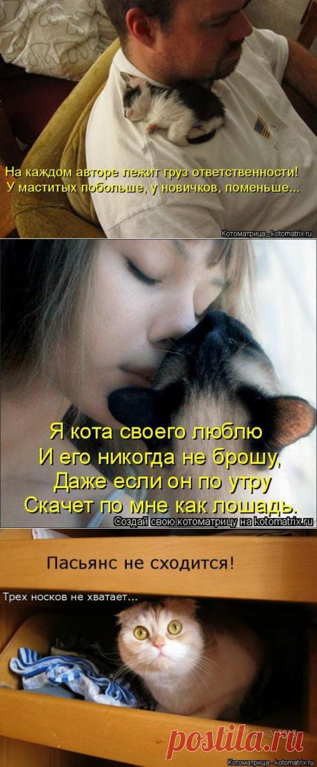 Прикольные котоматрицы / Питомцы