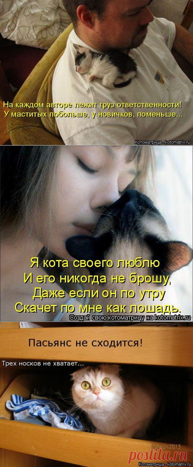 Прикольные котоматрицы / Питомцы