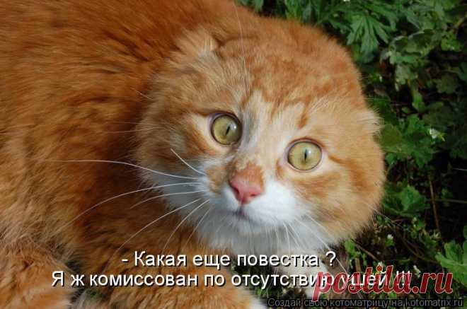 Котоматрица: Круть