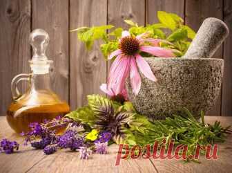 7 простых и доступных растений, которые избавят от зимних простуд