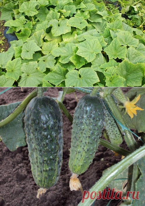 Сеем огурцы по всем правилам