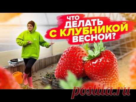 ВСЕ о КЛУБНИКЕ ВЕСНОЙ: подкормки, обработка от вредителей, спасение замерзших растений