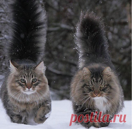 Придумайте подпись)