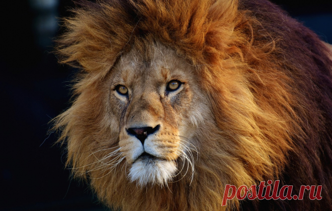 Обои взгляд, морда, фон, портрет, лев картинки на рабочий стол, раздел кошки - скачать
