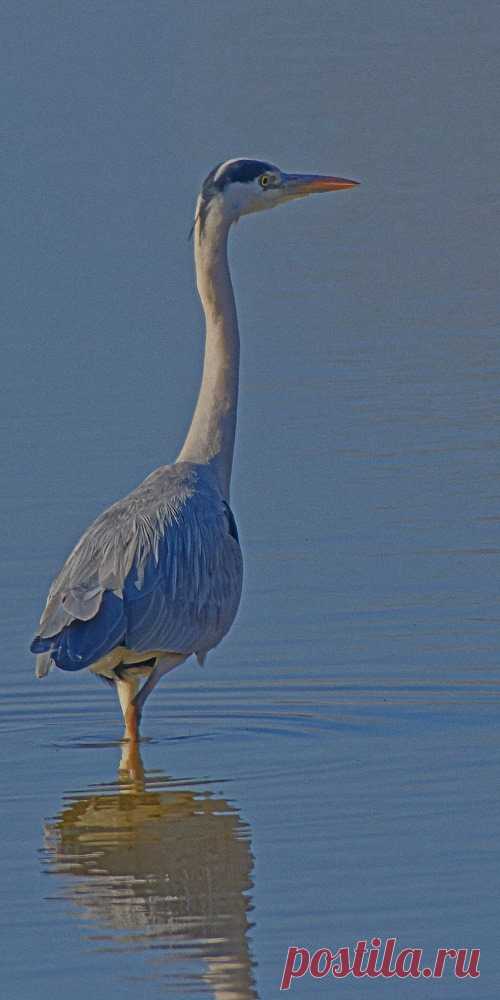 Garça cinzenta (Ardea cinerea) na Lezíria de V. Franca de Xira, em 31-12-2016.