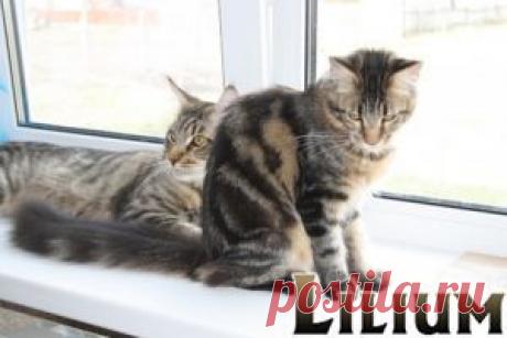 Принципы подбора пар Мейн Кунов — Питомник Мейн-кунов &quot;Lilium&quot;